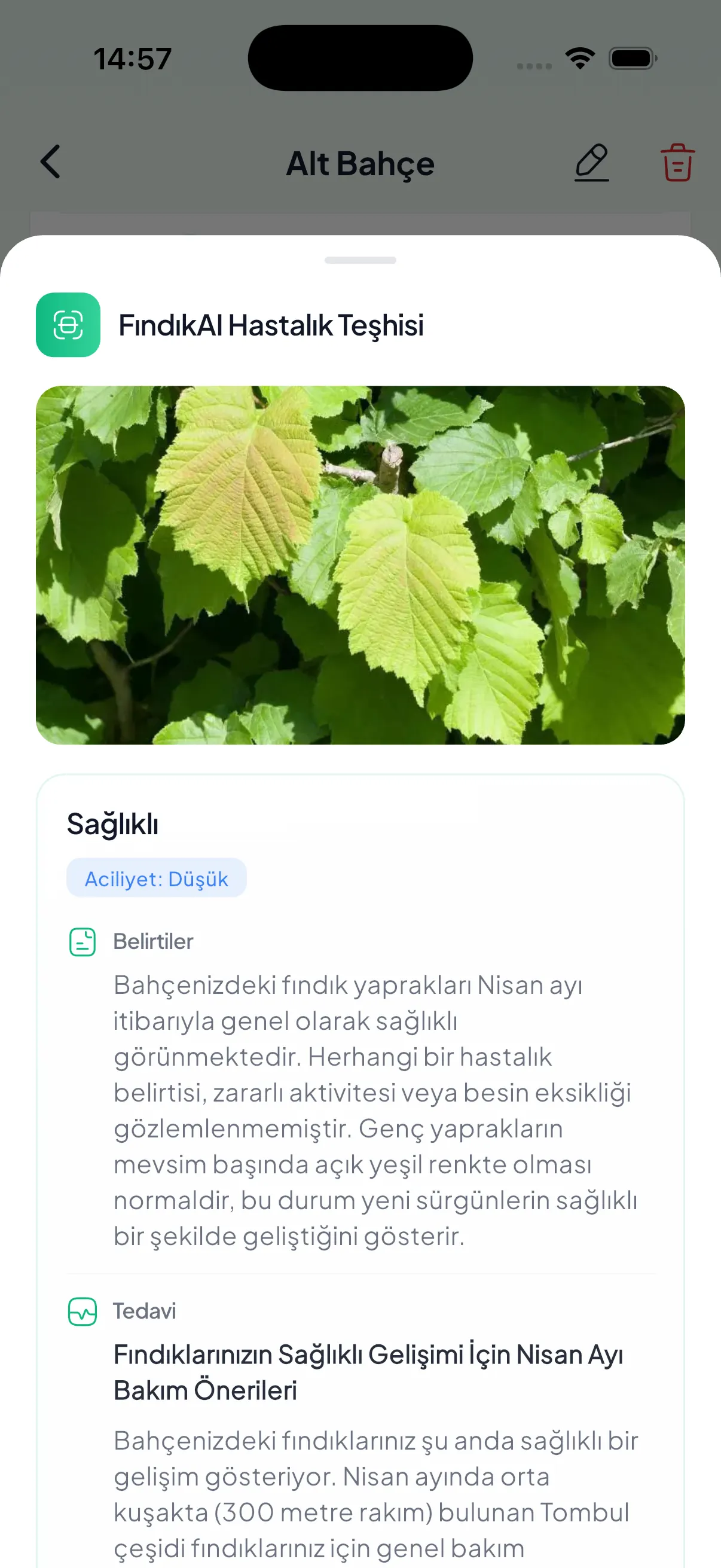 FındıkAI hastalık teşhisi